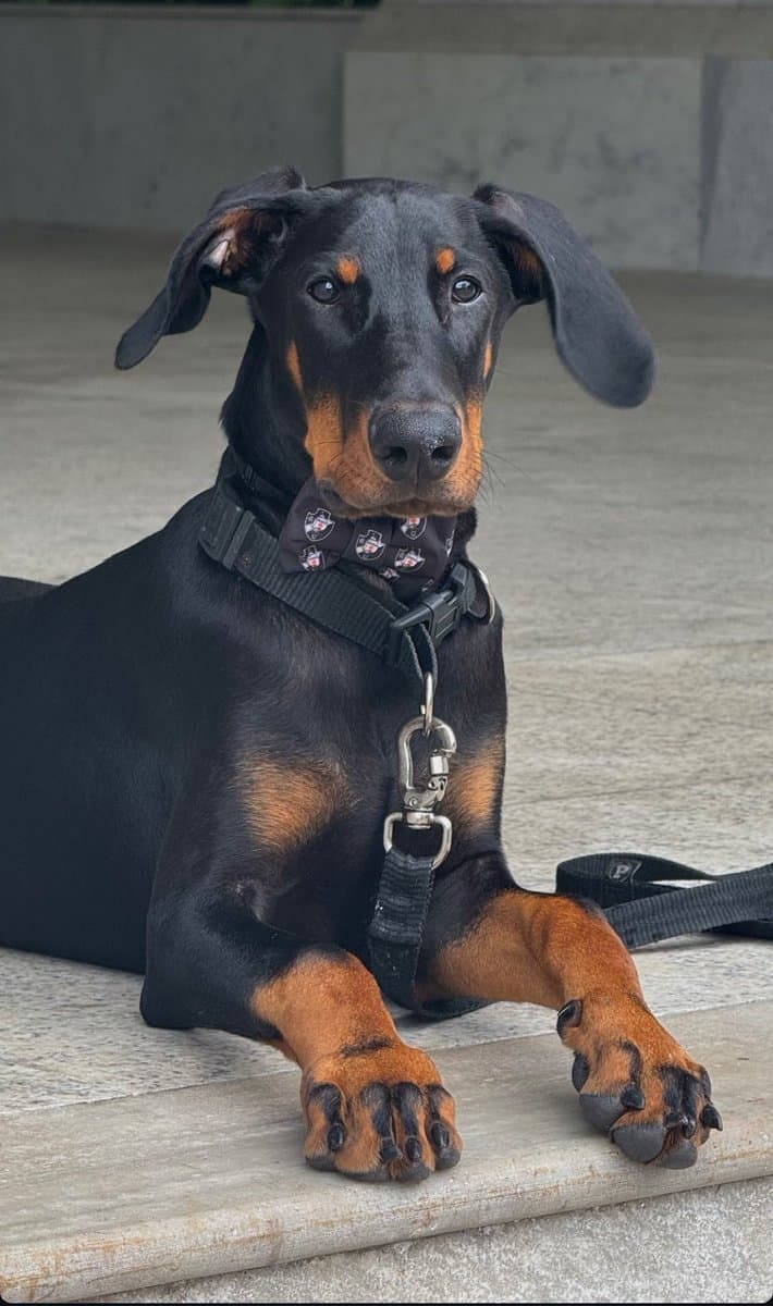 Filhote de cão Dackel preto e tan usando coleira preta com placa de identificação.